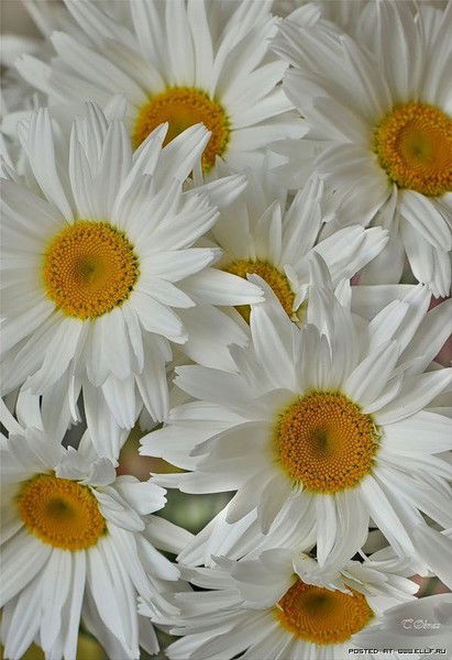 Елена Быкова