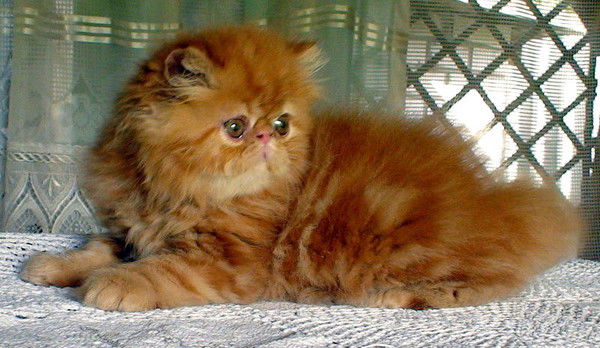 Виталий Михеенко