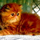 Виталий Михеенко