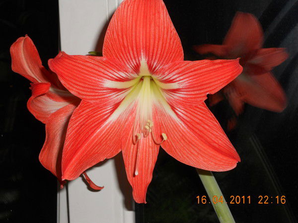 Марина Гавришева