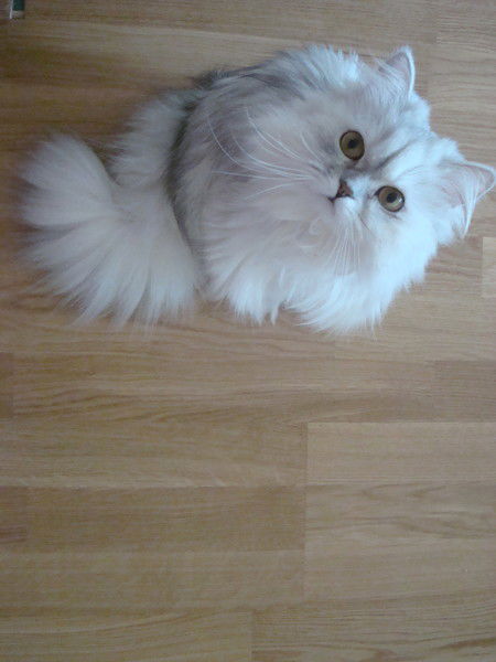 Анна Родионова