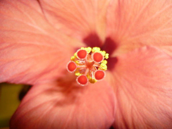 Карина Галикеева