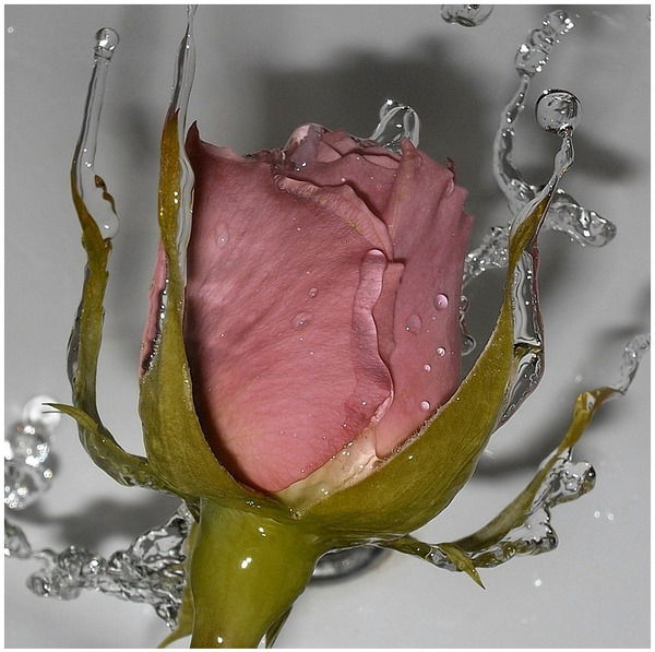 Ольга Рогова