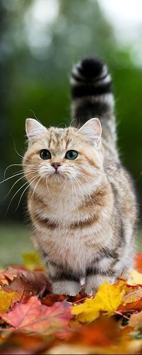 Данил Котов