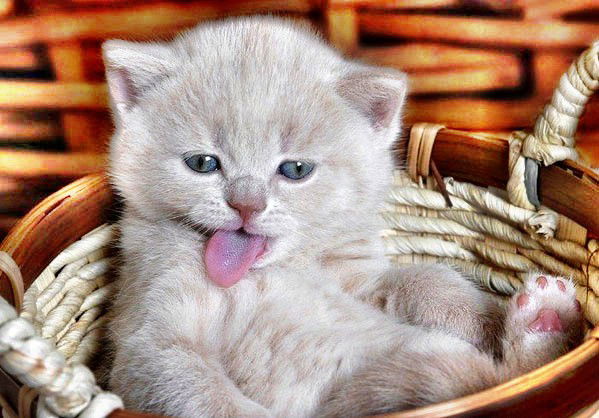 Василий Игнатьев