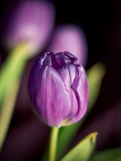 Елена Дворянова