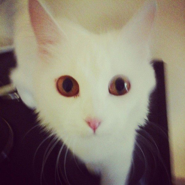 Юлия Архипова