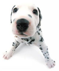 Регина Миллер