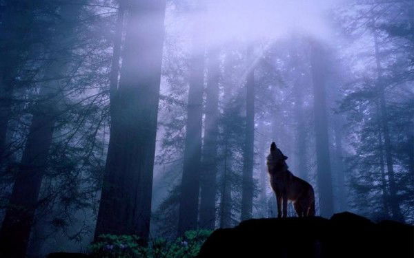 Одиночка. Lonely.