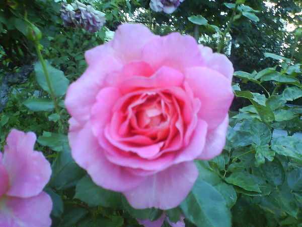 Елена Прекрасная