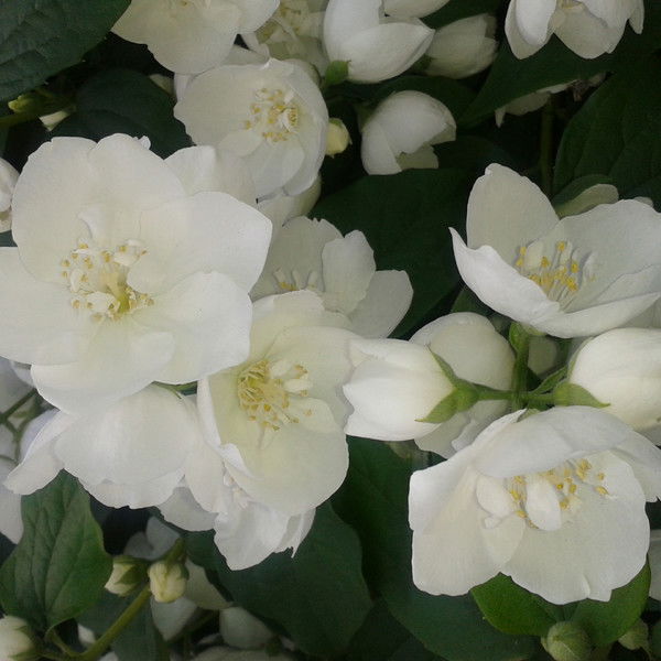 Татьяна Марюшкина