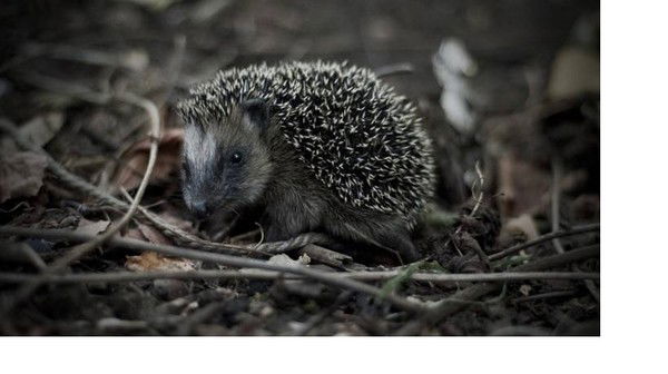 Марина Многолет