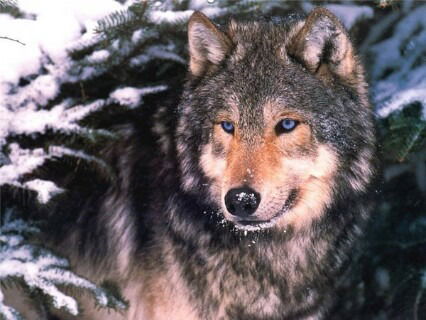 Андрей Жестков