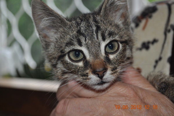 Дарья Тарутина