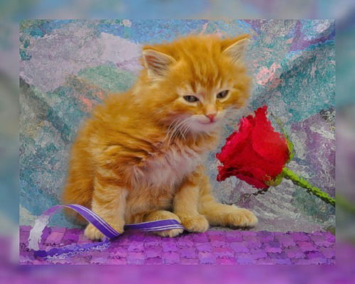 Елена Кисилева