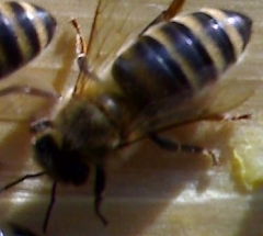 Юрий Сластёнкин