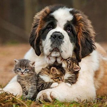 Виктор Кухарчук