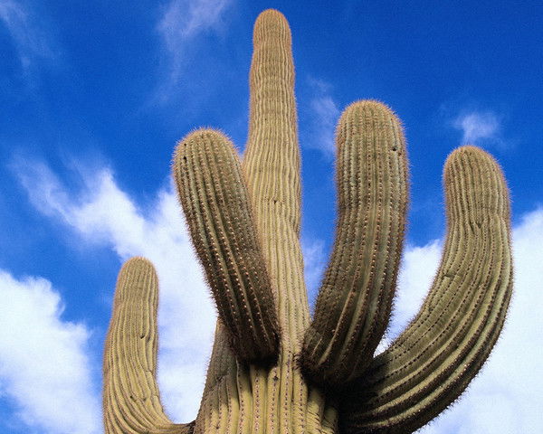 Сергей Перминов