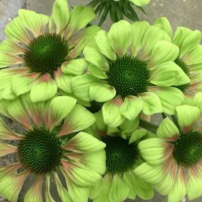 Ирина Янголева