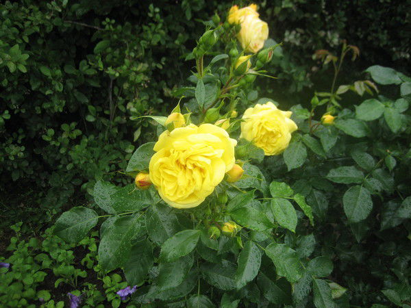 Екатерина Данилина