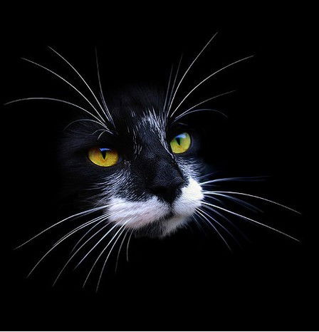 Роман Гаряев