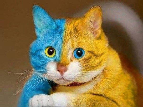 Марта Катрань