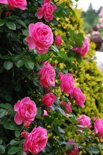 Наталья Гума