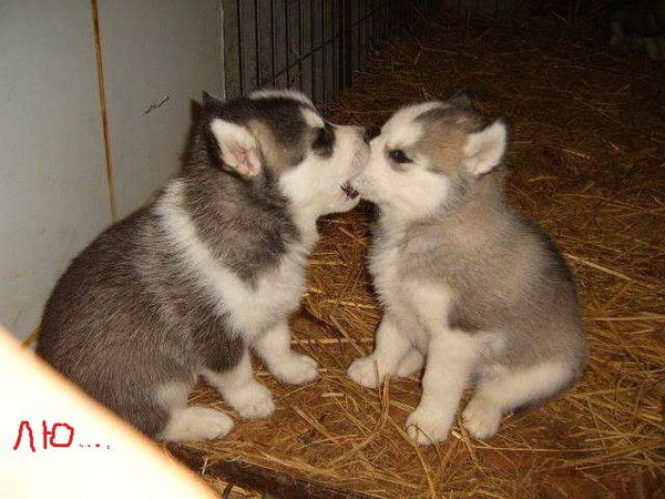 Орловская Елена