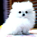 ***p@@@pina*** *****do4K@@@*****