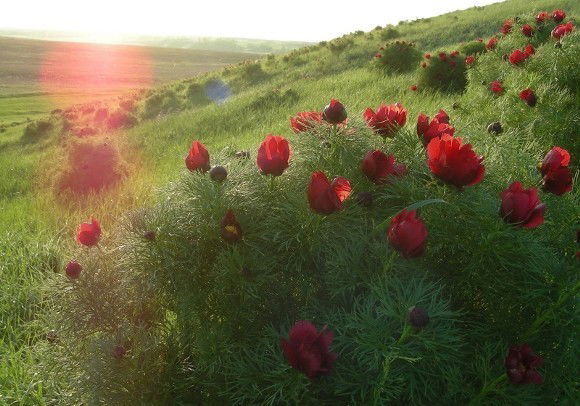 Гулсезiм Шигаева