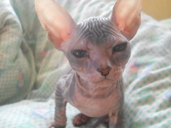 Татьяна Шутова