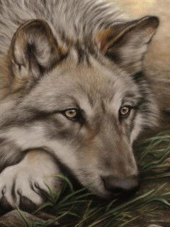 Андрей Волк