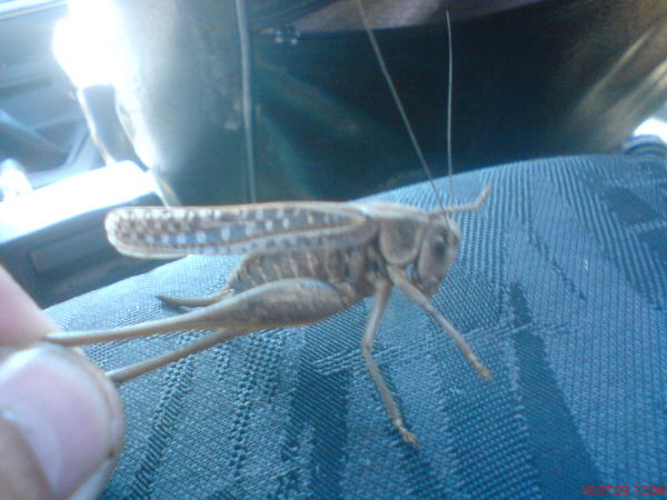 Ирина Мельникова