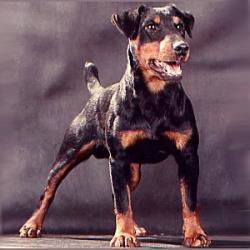 Кубанские Норные