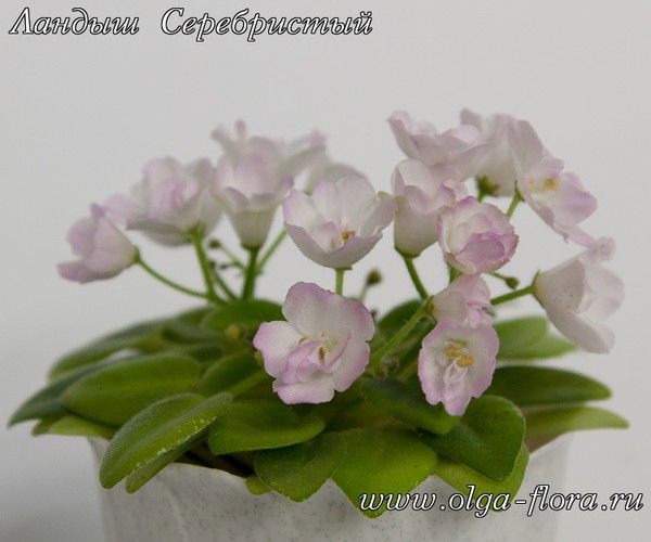 Ландыш Серебристый