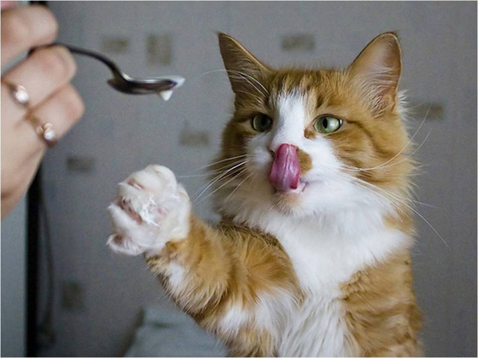 Мурка И Муся