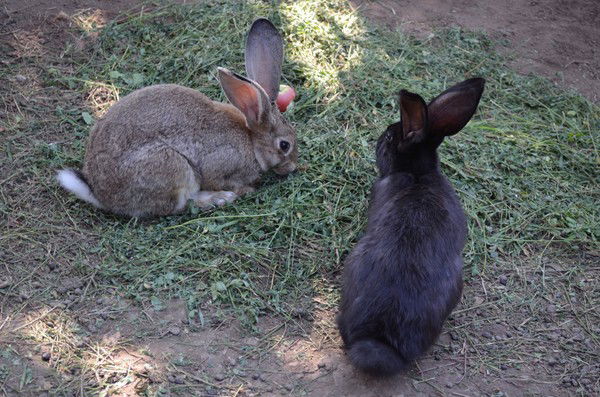 Света Сенитович