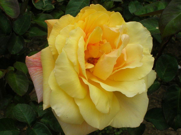 Наталья Костева