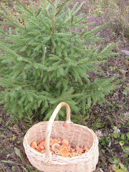 Таша Любимая