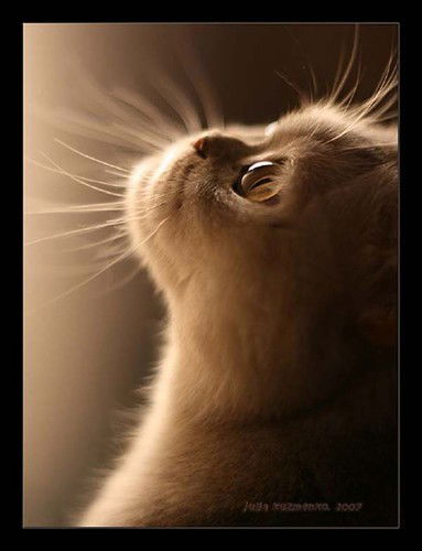 Елена Баландина