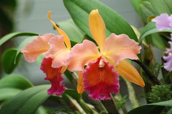 Виктор Лисицын