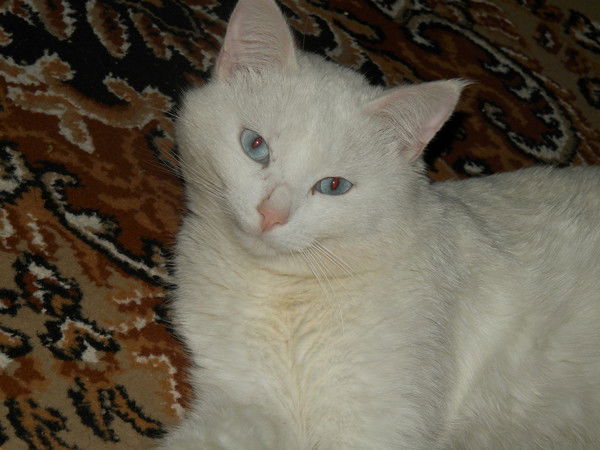 Александр Субочев