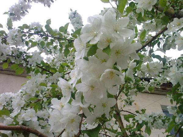 Владимир Ефимов