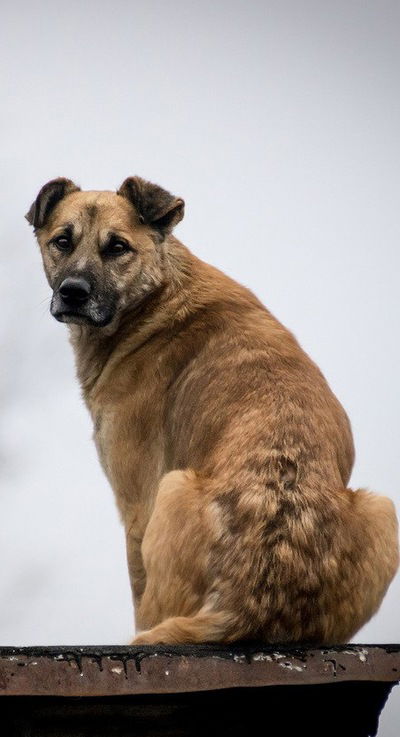 Лида Рождественская