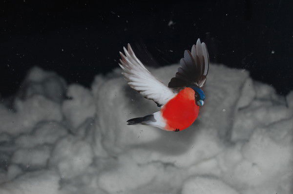 Мариша Matunina