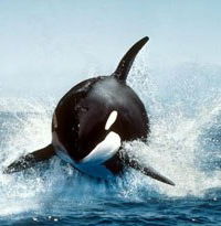 Андрей Мельников