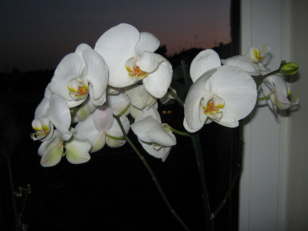 Лариса Палицына