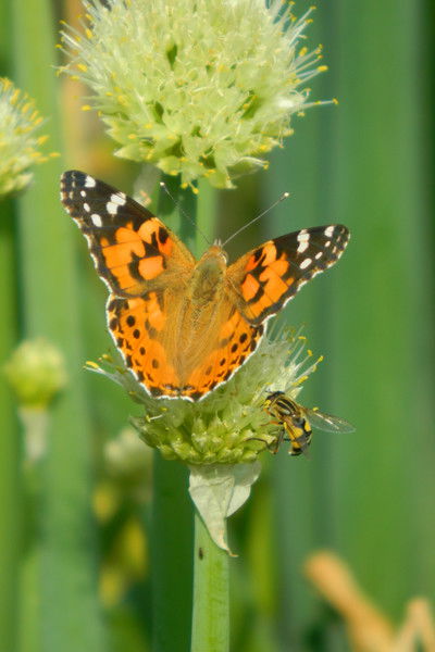 Юлия Николаева