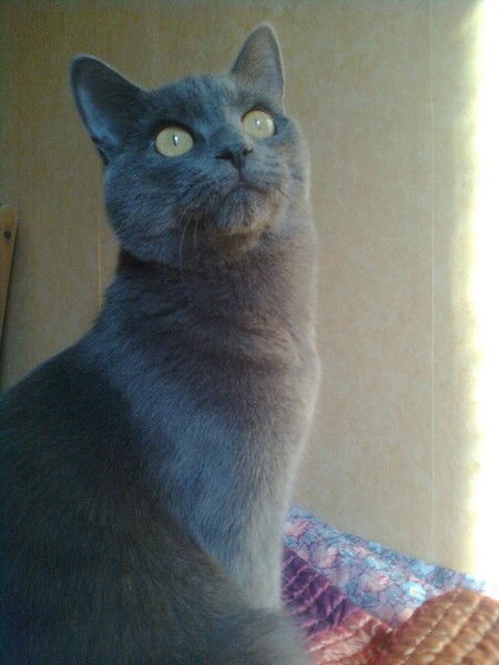 Карина Джазина