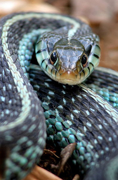 Марина Авдеева